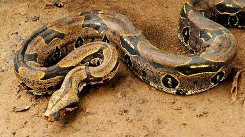 Morador leva grande susto ao encontrar serpente embaixo de cama