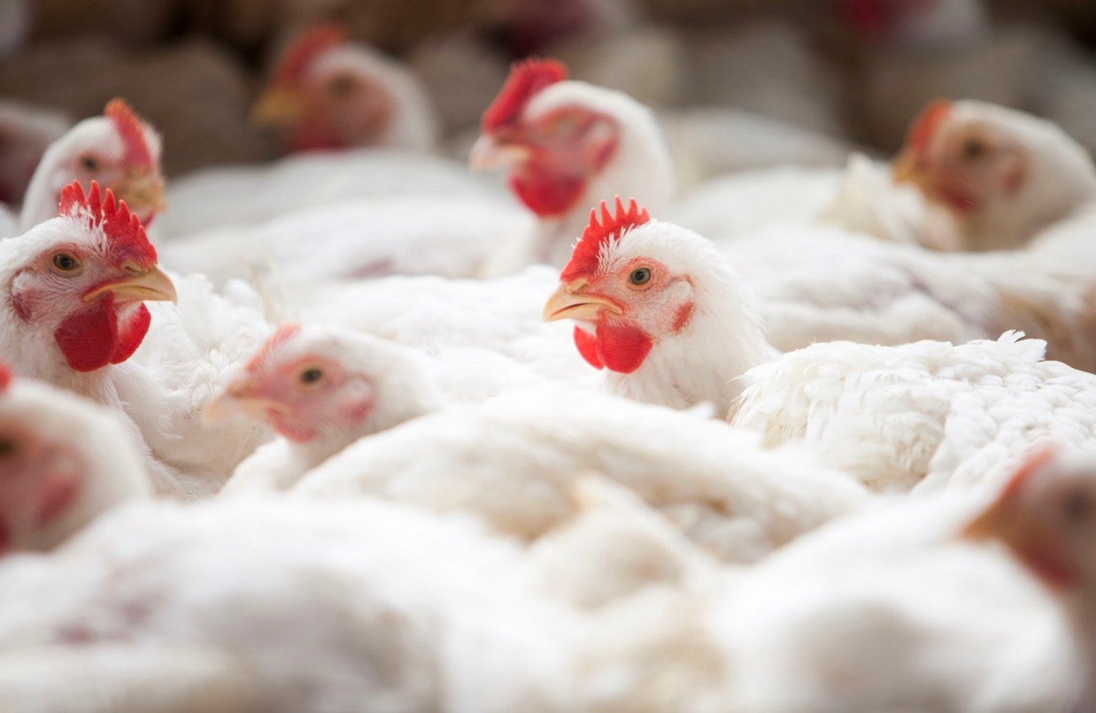 Exportação de frango mato-grossense tem crescimento de 130% no primeiro bimestre