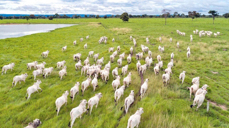 Cotação do boi gordo em Mato Grosso e da vaca aumenta