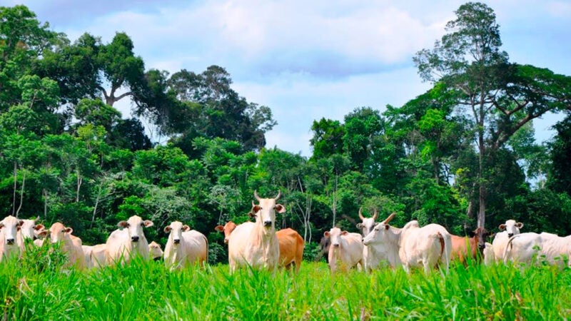 Chuvas previstas para abril podem melhorar condições das pastagens em Mato Grosso