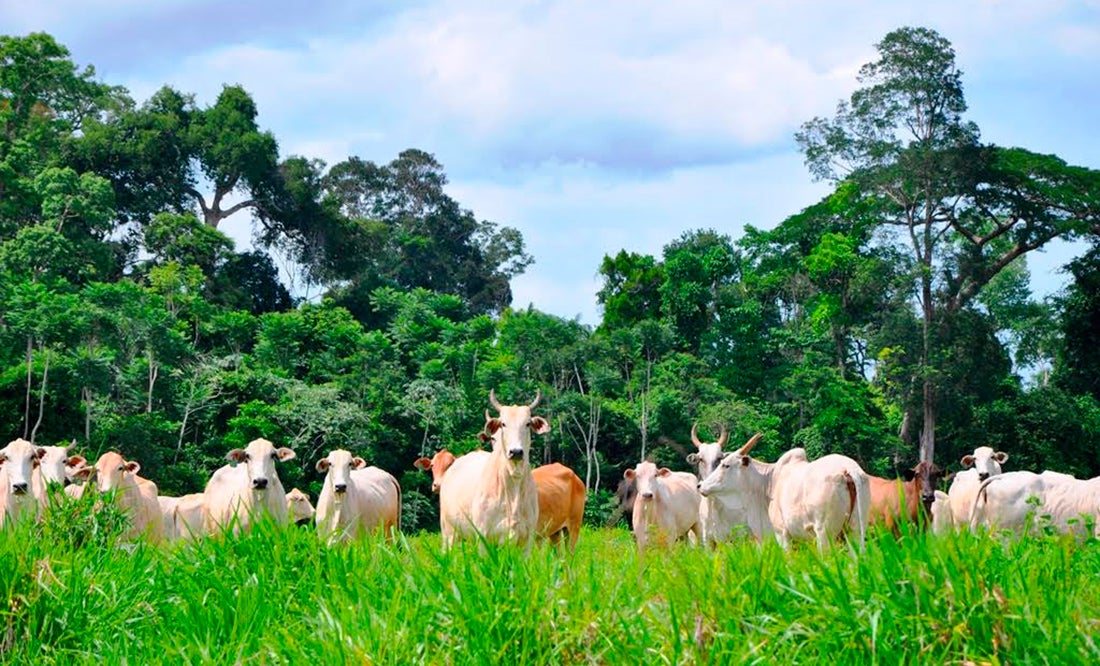 Chuvas previstas para abril podem melhorar condições das pastagens em Mato Grosso