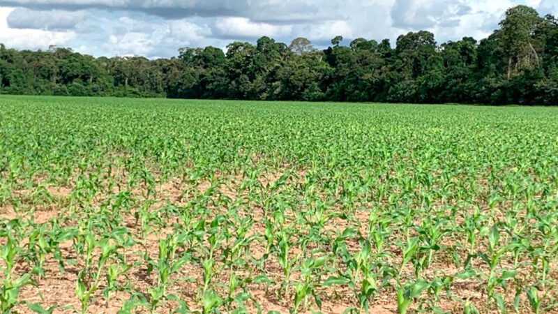 Plantio da safra de milho em Mato Grosso entra na reta final