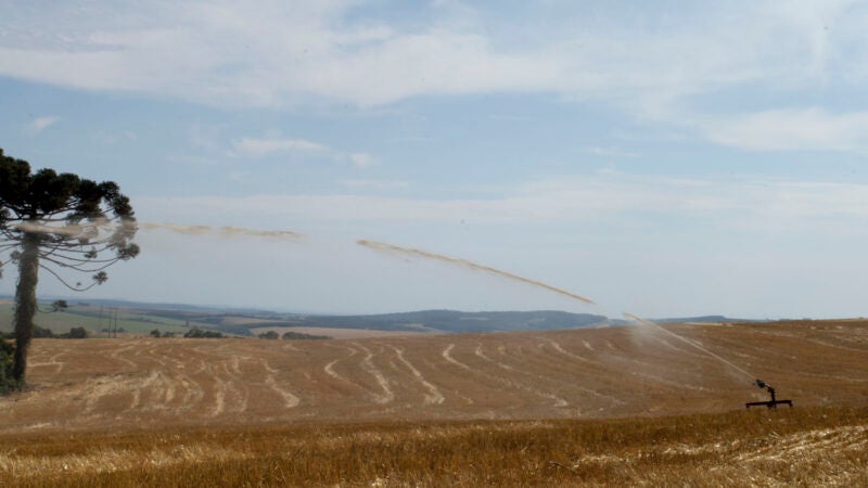 Economia circular torna a suinocultura mais sustentável