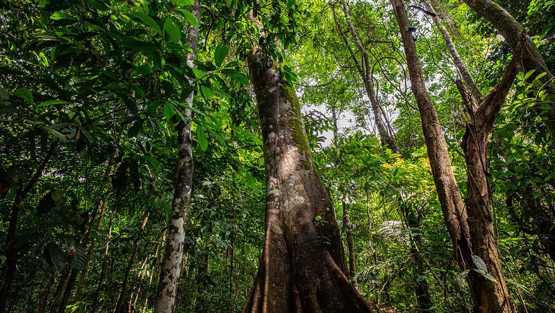 Salvaguardas asseguram que projetos de REDD+ não causem impactos ambientais e sociais; saiba mais