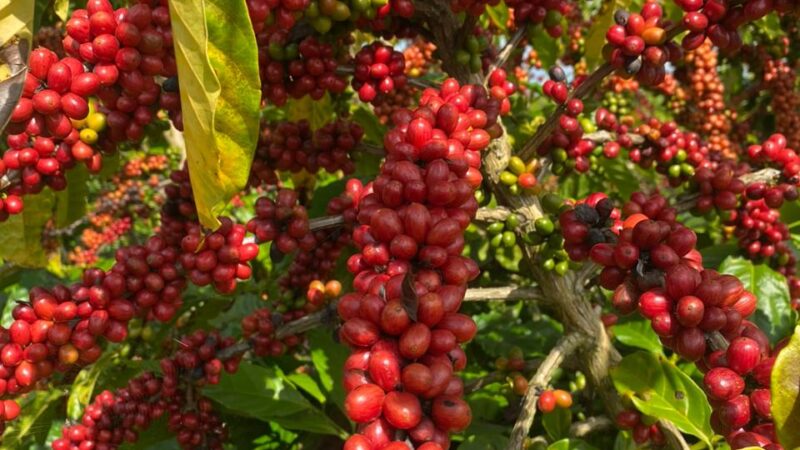 Adjuvante com alta tecnologia será apresentado à cafeicultores da Alta Mogiana