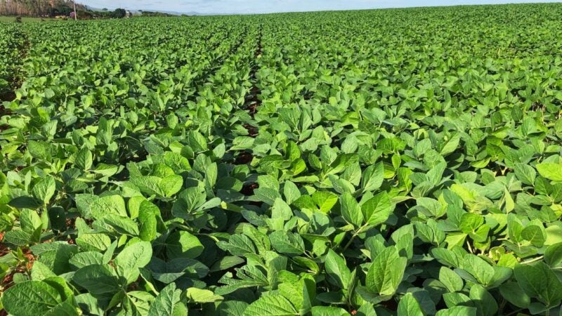 Biotecnologia será foco na Show Safra