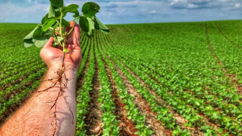 Bactérias inteligentes são indispensáveis na agricultura regenerativa