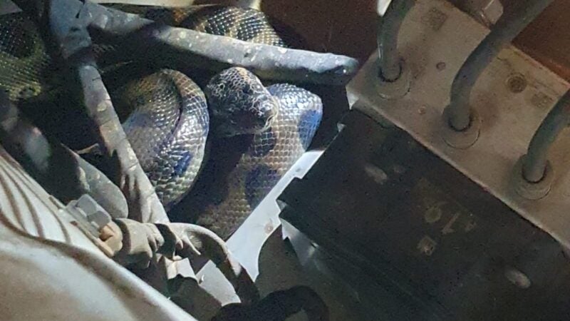 Motorista se surpreende ao encontrar sucuri escondida no motor de carro