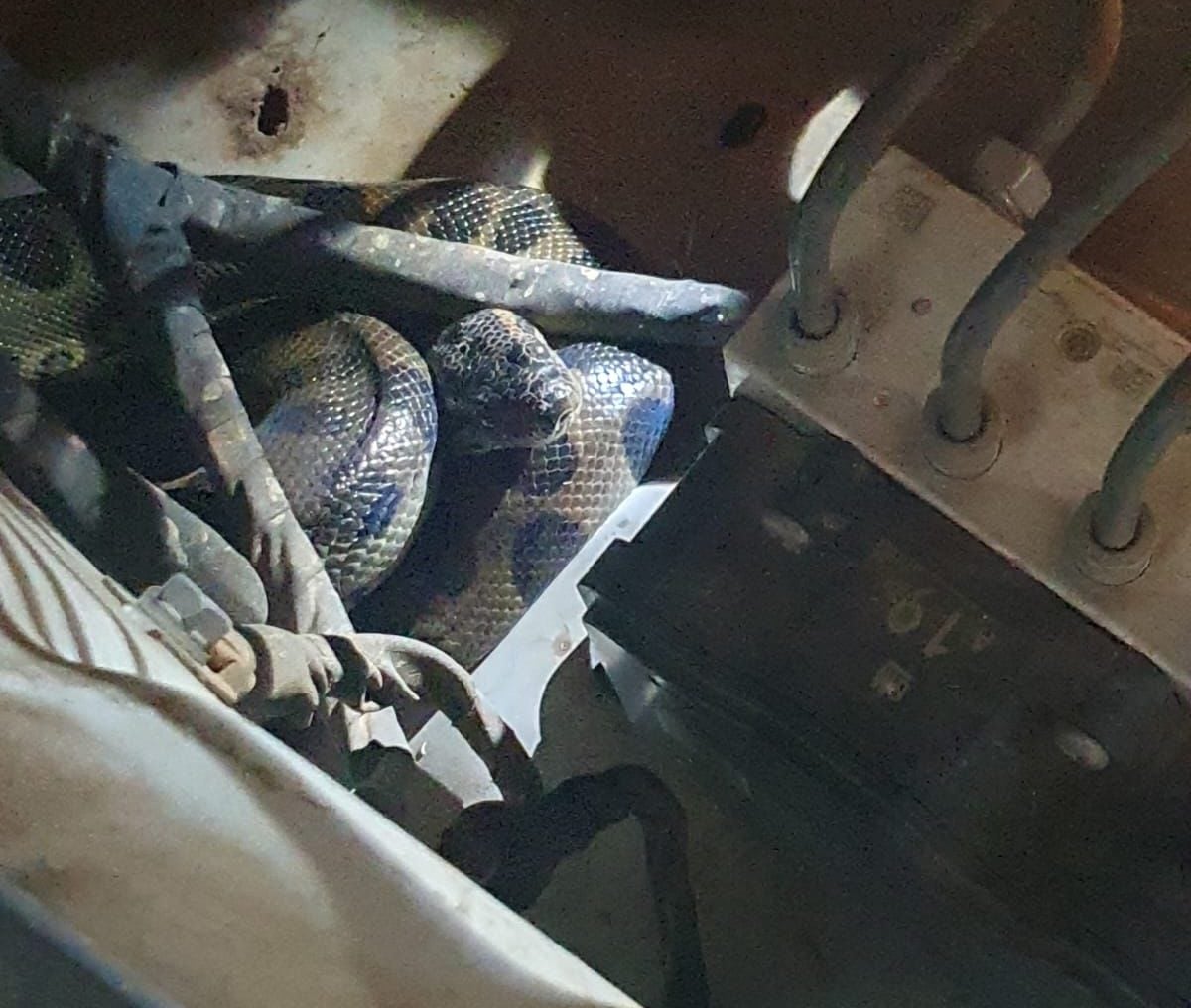 Motorista se surpreende ao encontrar sucuri escondida no motor de carro