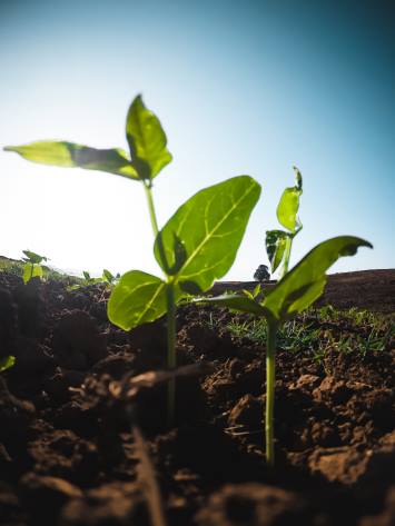 Biológicos comprovam potencial no controle de doenças e na melhoria da qualidade do solo