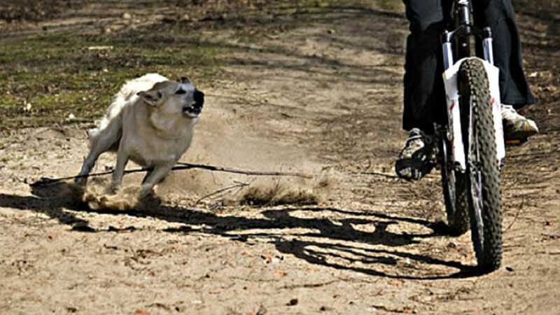 Em Matupá cachorro morde homem que teve de ser hospitalizado