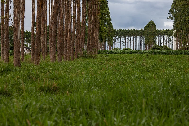 Mercado de carbono ainda tem potencial inexplorado para o agro de MT