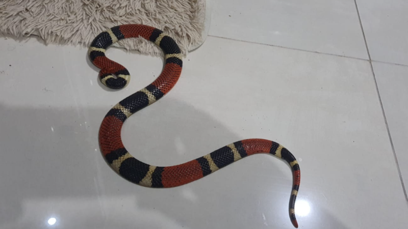 Bombeiros capturam cobra coral em sala de residência