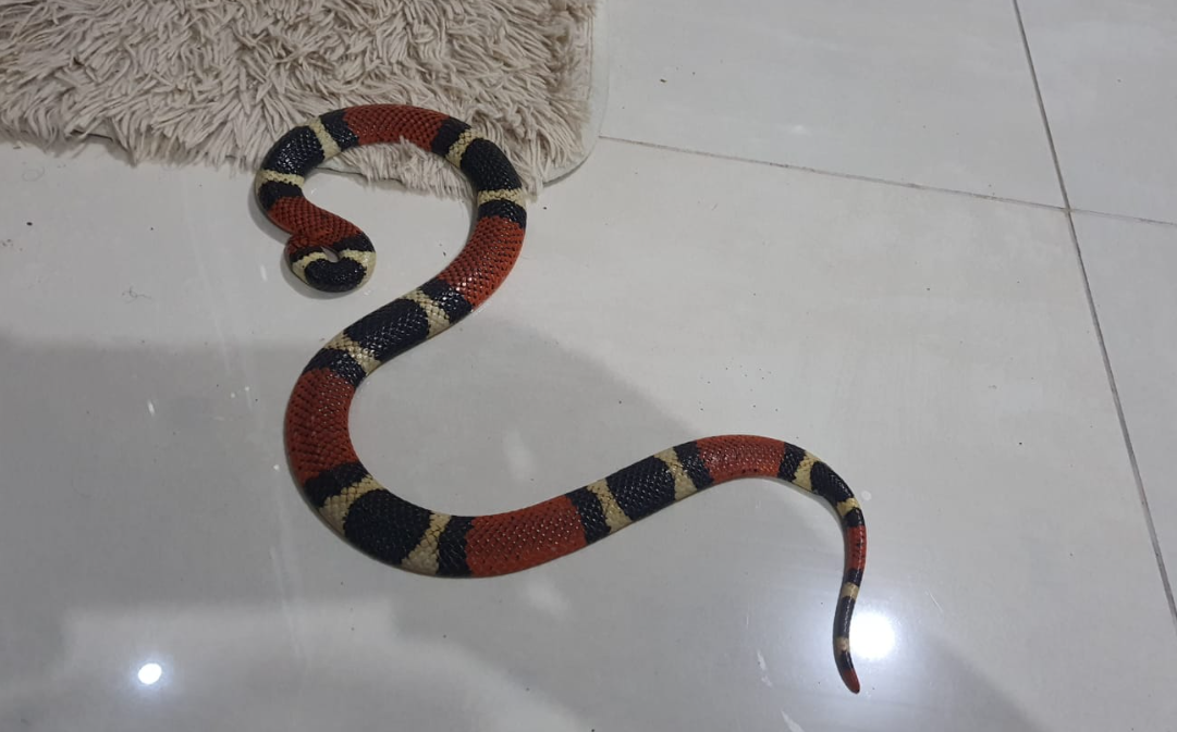 Bombeiros capturam cobra coral em sala de residência