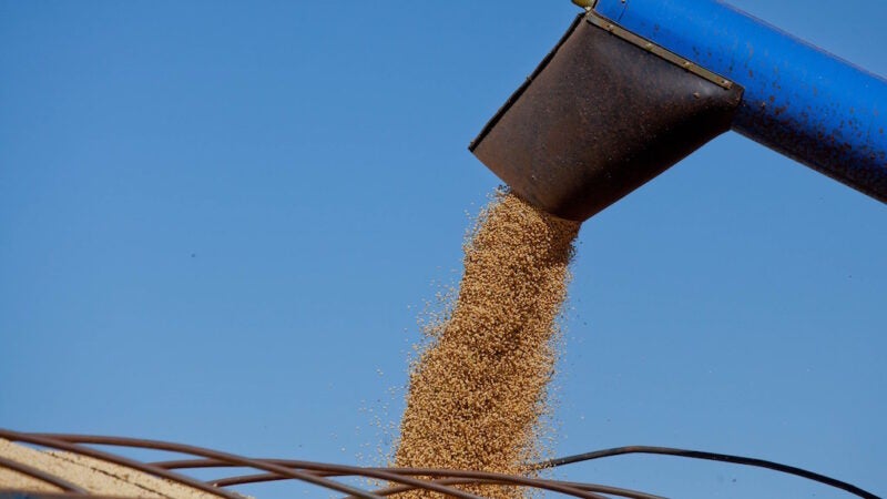 Colheita de soja chega a 88% em Mato Grosso e projeção de produtividade aumenta