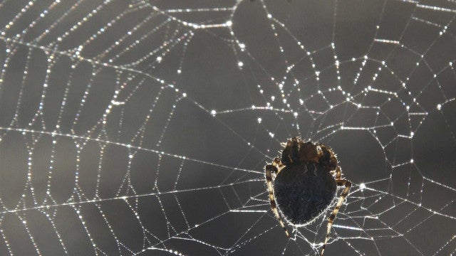 Justiça manda indenizar trabalhador com fobia de aranhas