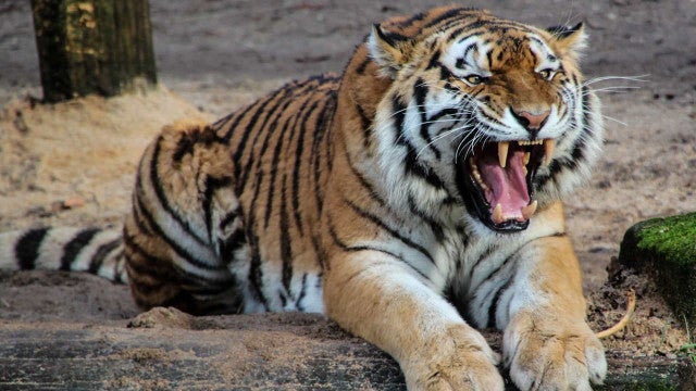 Tigres fogem após tornado danificar jaulas em zoo dos Estados Unidos