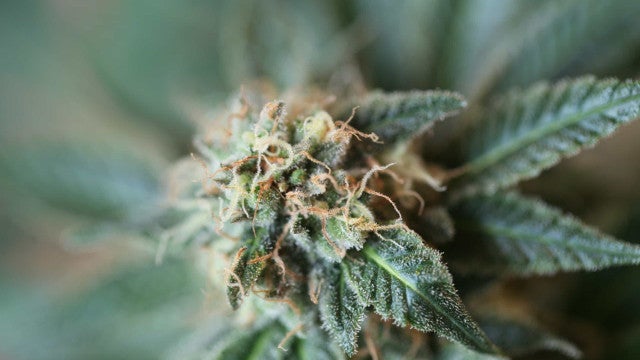 Juiz autoriza paciente a plantar maconha em casa para uso medicinal