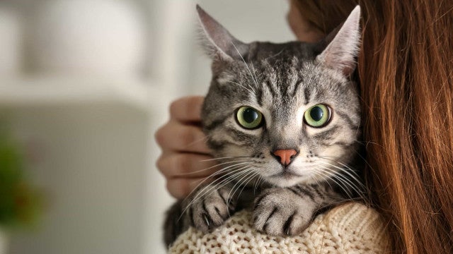 Gato tatuado em presídio do México é adotado por família no Texas