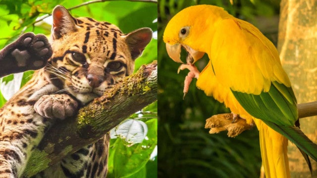 Animais que estão desaparecendo da Amazônia