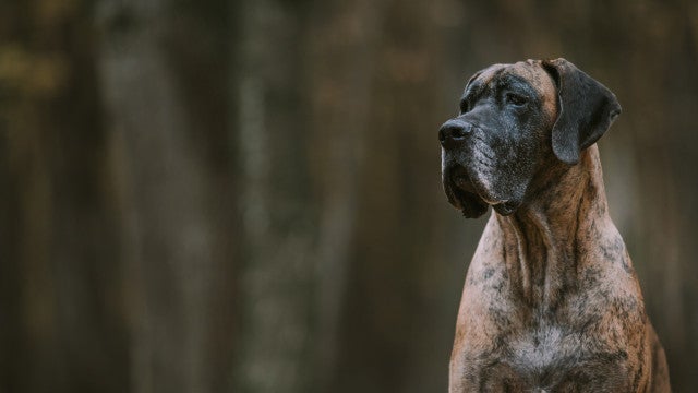 Mulher é morta por cães de vizinho nos Estados Unidos