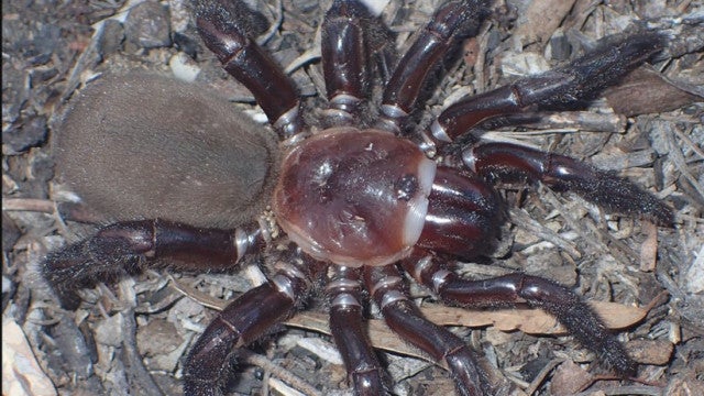 Nova espécie de aranha descoberta. Tem 5 cm e mordida "pode doer"