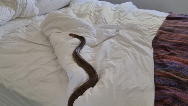 Mulher encontra cobra venenosa na sua própria cama na Austrália