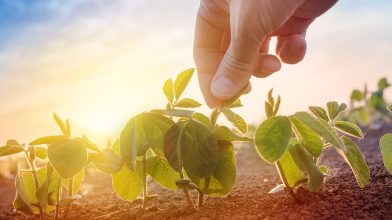 Soluções microbiológicas são alternativas eficientes à agricultura mato-grossense
