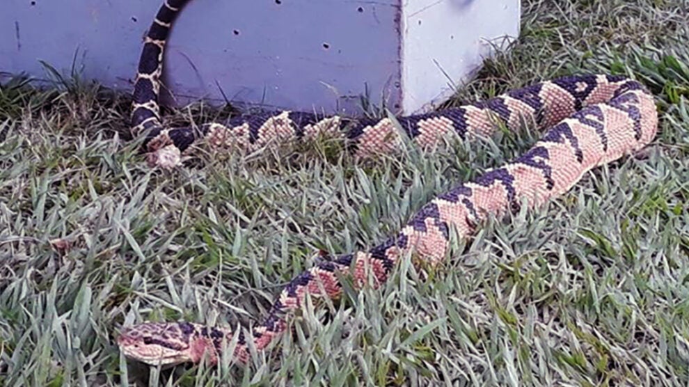Cobra venenosa é capturada no quintal de residência em Alta Floresta