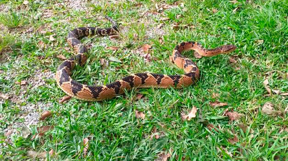 Serpente venenosa encontrada em lavanderia é capturada