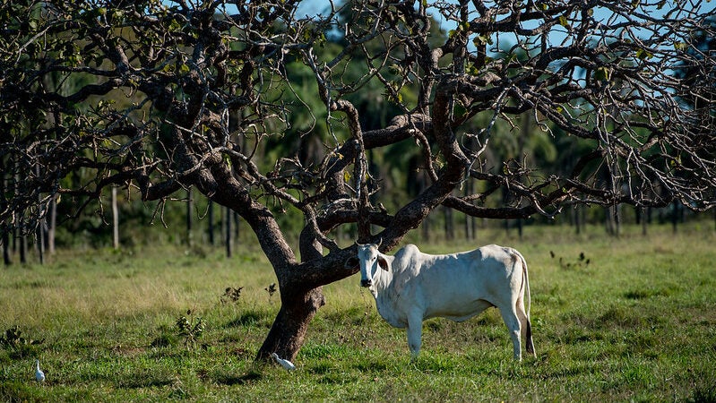 Instituto PCI divulga relatório das principais entregas em 7 anos de estratégia