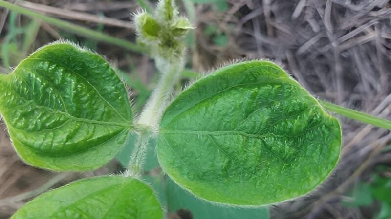 Boro é chave para aumentar a produção de frutos e grãos