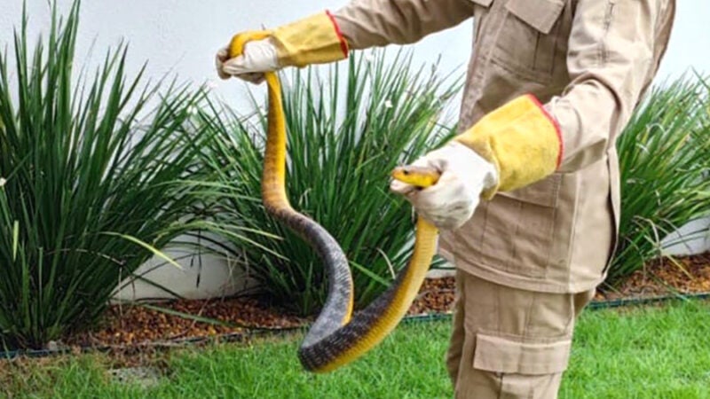 Cobra papa-pinto é resgatada em residência é a 4ª capturada em uma semana