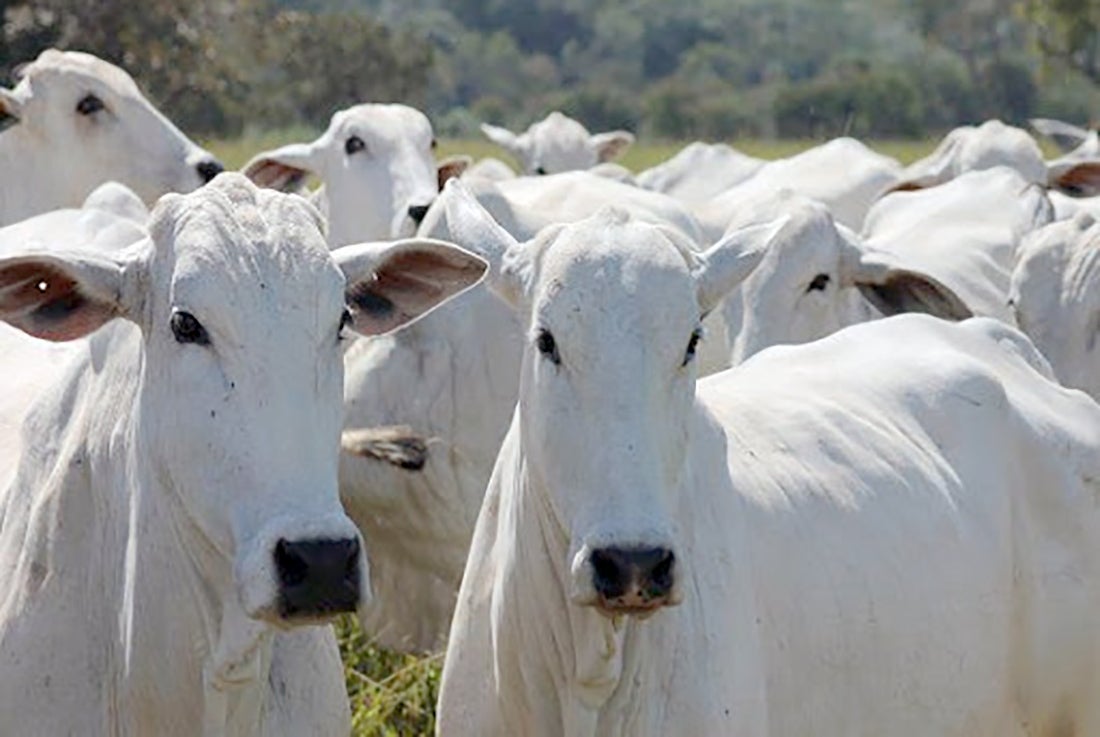 Cotação do boi gordo em Mato Grosso aumenta e média vai a R$ 245