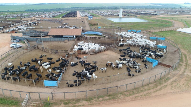 Um dos maiores confinamentos do País, com 220 mil cabeças terminadas em 2022, realiza circuito de eventos no Mato Grosso do Sul