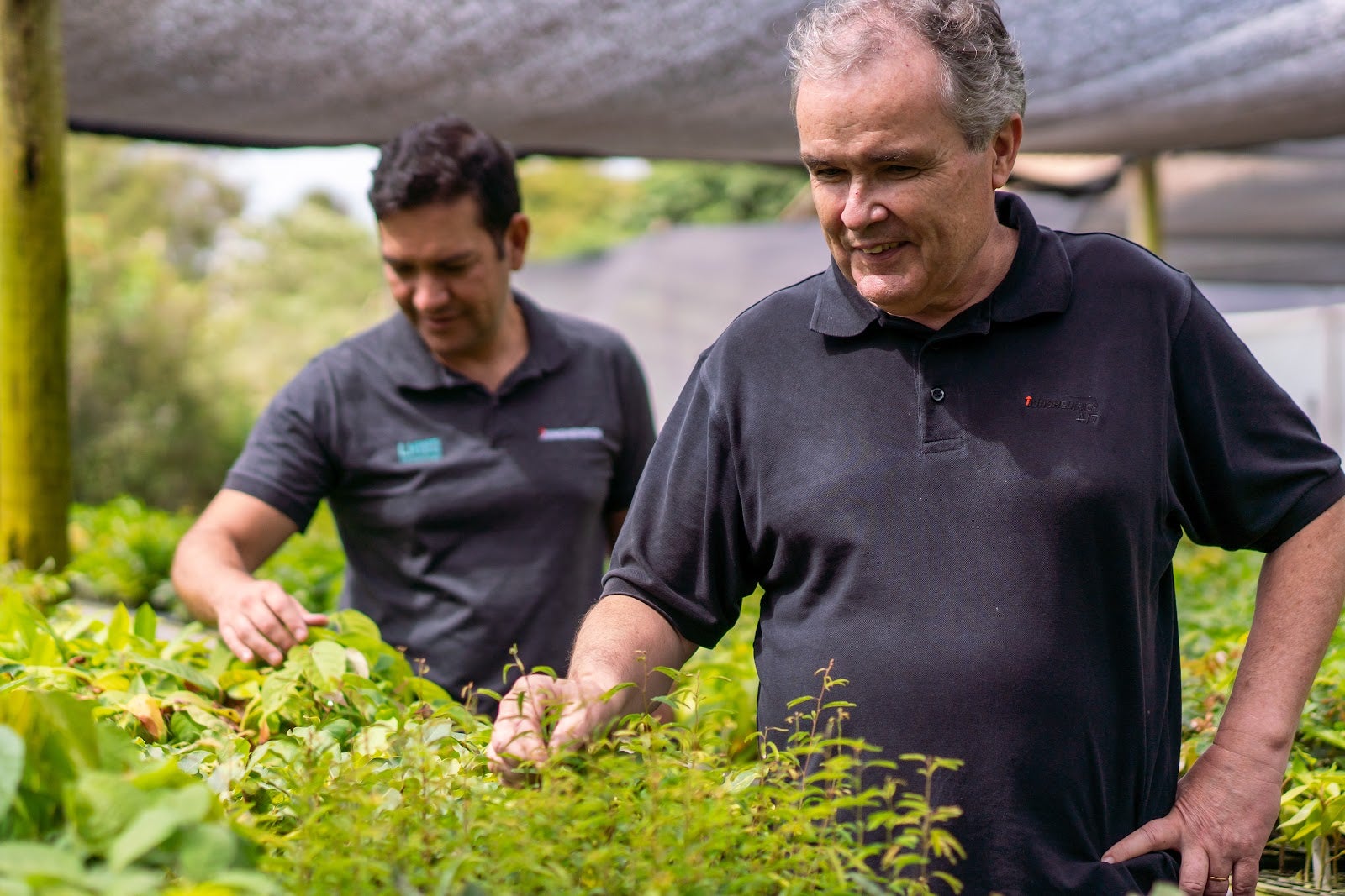Multinacional alemã investe R$500 mil no reflorestamento da Mata Atlântica em iniciativa pioneira