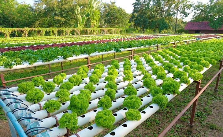 Vereadores Valter, Zilmar e José França Indicam instalação de horta hidropônica nas escolas como Projeto Interdisciplinar Pedagógico