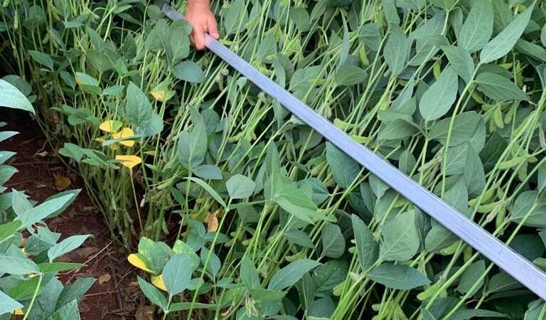 Uso de quelatos orgânicos favorecem produtividade das lavouras