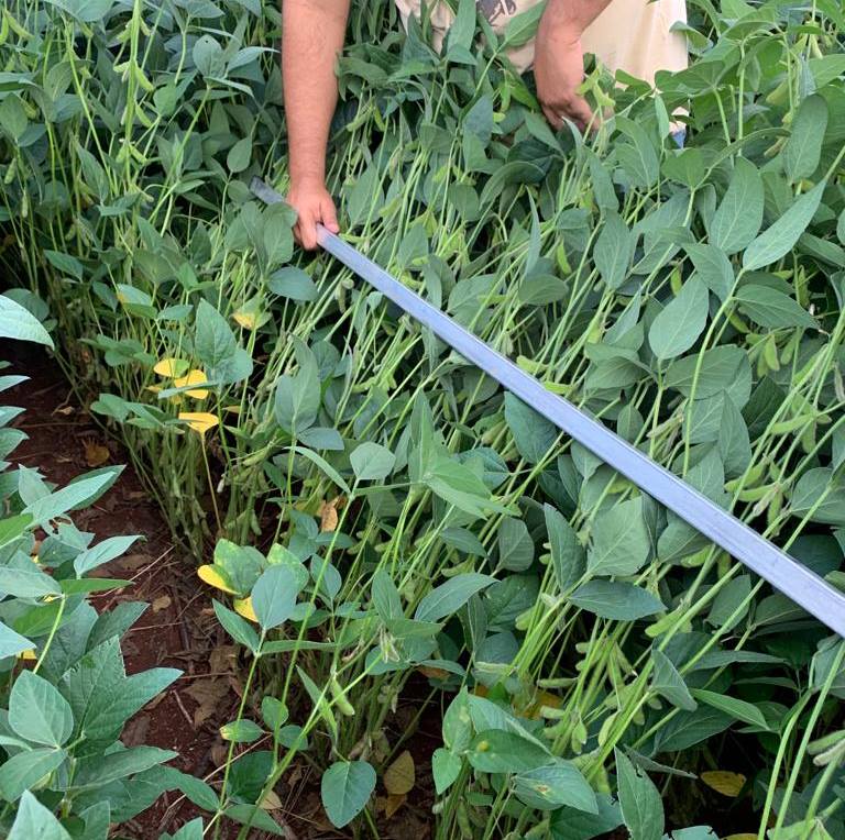 Uso de quelatos orgânicos favorecem produtividade das lavouras