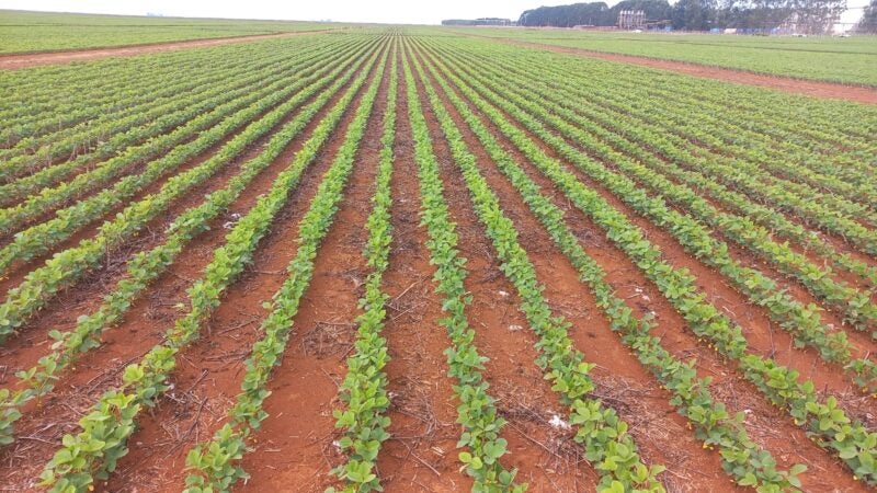 Biológicos no manejo de pragas, doenças e nematoides traz incremento de até 8 sacas de soja por hectare