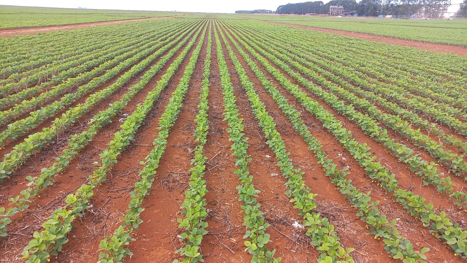Biológicos no manejo de pragas, doenças e nematoides traz incremento de até 8 sacas de soja por hectare