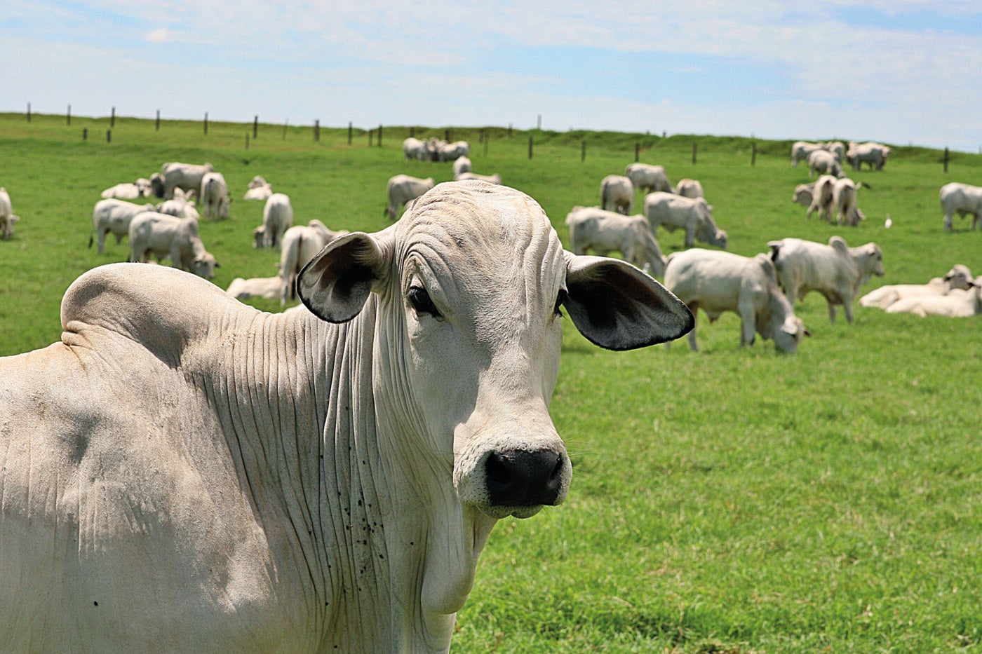 Consumo de carne e exportações: condições do mercado direcionam produção pecuária