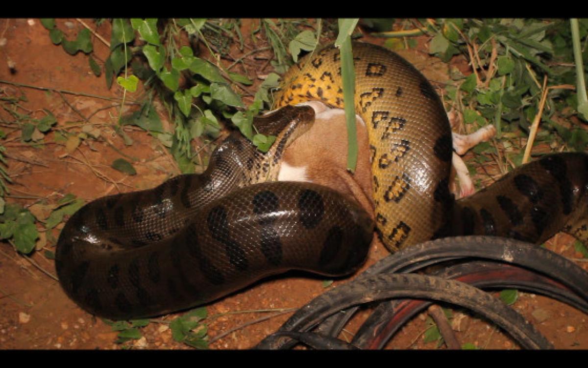 Sucuri de 5 metros é capturada após matar e tentar engolir cachorro, veja o vídeo