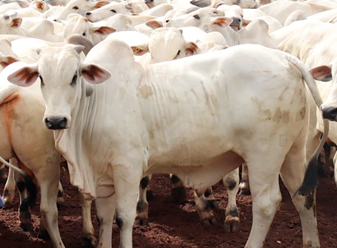 Preço do boi gordo e vaca em Mato Grosso tem leve redução