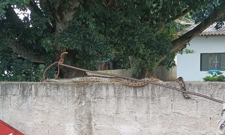 Sucuri de aproximadamente 3 metros é resgatada em cima de muro