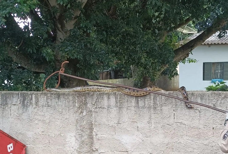 Sucuri de aproximadamente 3 metros é resgatada em cima de muro