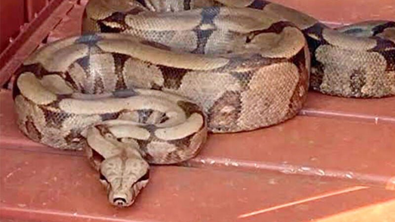 Jiboia é capturada pelos bombeiros no teto de banheiro