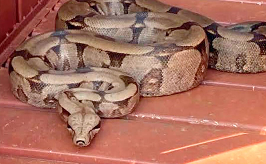 Jiboia é capturada pelos bombeiros no teto de banheiro