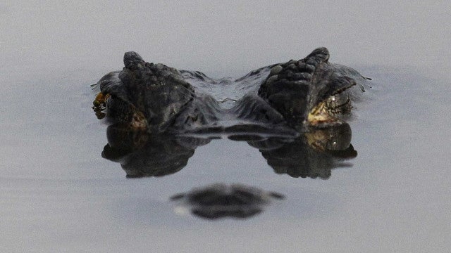 Jacarés encontrados mortos com marcas de tiro em lagoa do Rio de Janeiro