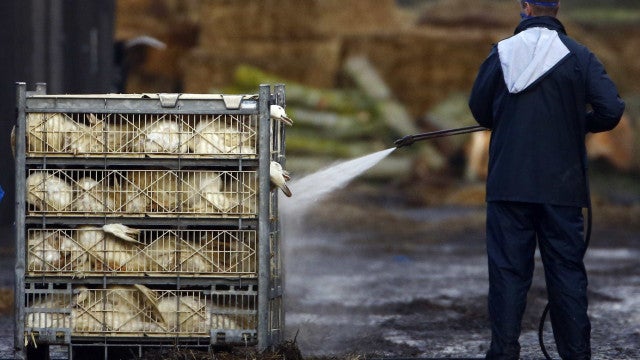 Morre a primeira pessoa com gripe das aves H3N8